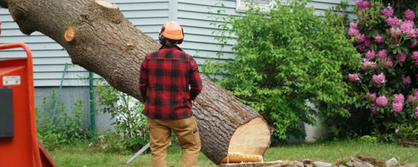 enlever un arbre