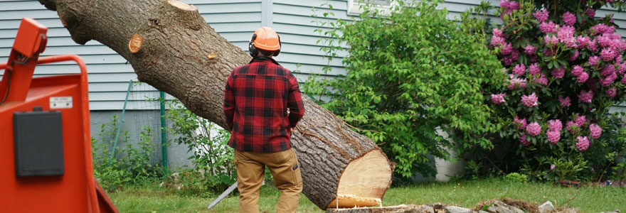 enlever un arbre